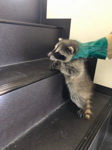 アライグマ捕獲 日の出組ブログ